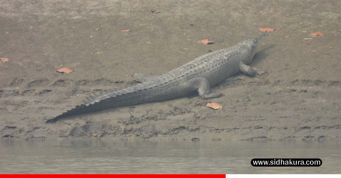 देवघाटमा देखियो घडियाल गोही