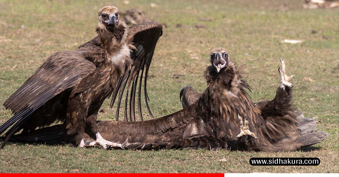कावासोतीको शान्त र हरियो परिवेशभित्र जटायु भल्चर रेस्टुरेन्ट(तस्बिरहरु)