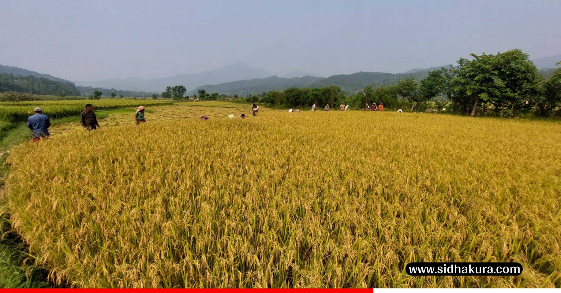 बेमौसमी वर्षाले धानबालीमा क्षति पुर्यापछि गोरखाका किसानमा चिन्ता