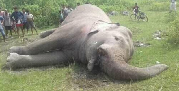 झापामा जङ्गली हात्ती मृत फेला