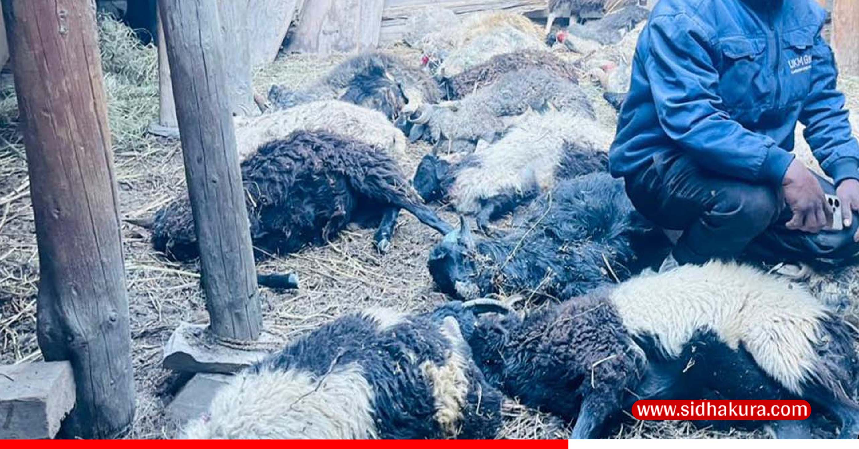 उपल्लो मुस्ताङमा हिमचितुवाको आक्रमणबाट २१ भेडाच्याङ्ग्रा मरे