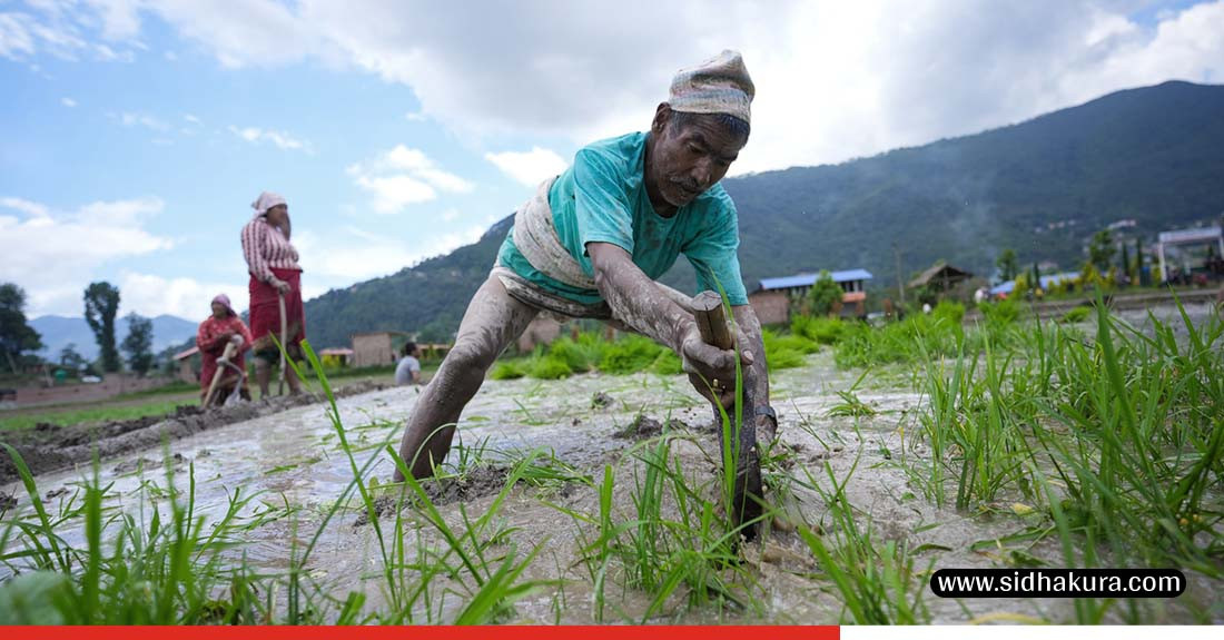 रोपाइँ गर्न आकाशे पानी पर्खेर बस्छन्  देशका ५० प्रतिशत किसान