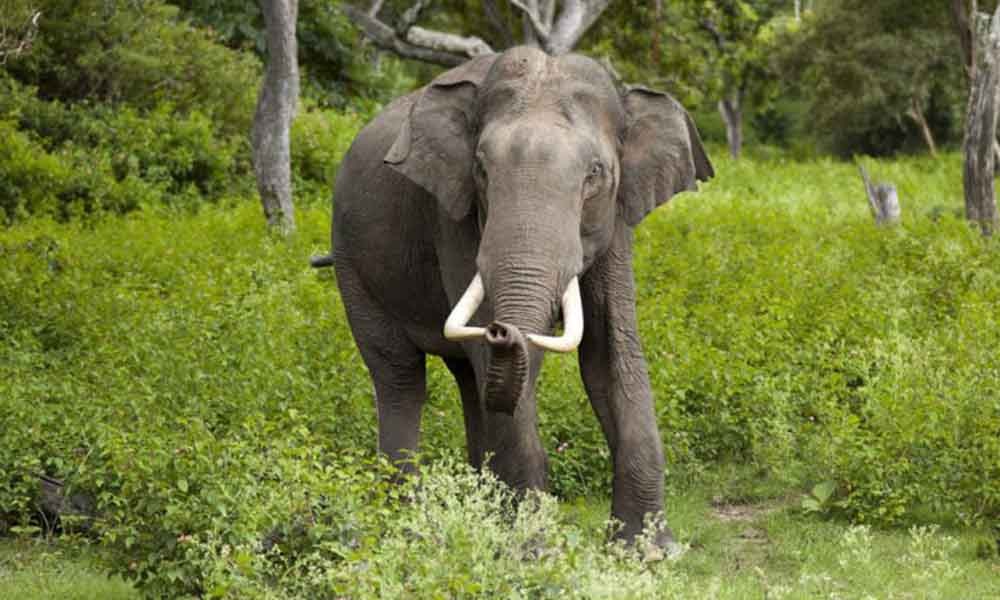 हात्तीको आक्रमणबाट एक जनाकाे  मृत्यु