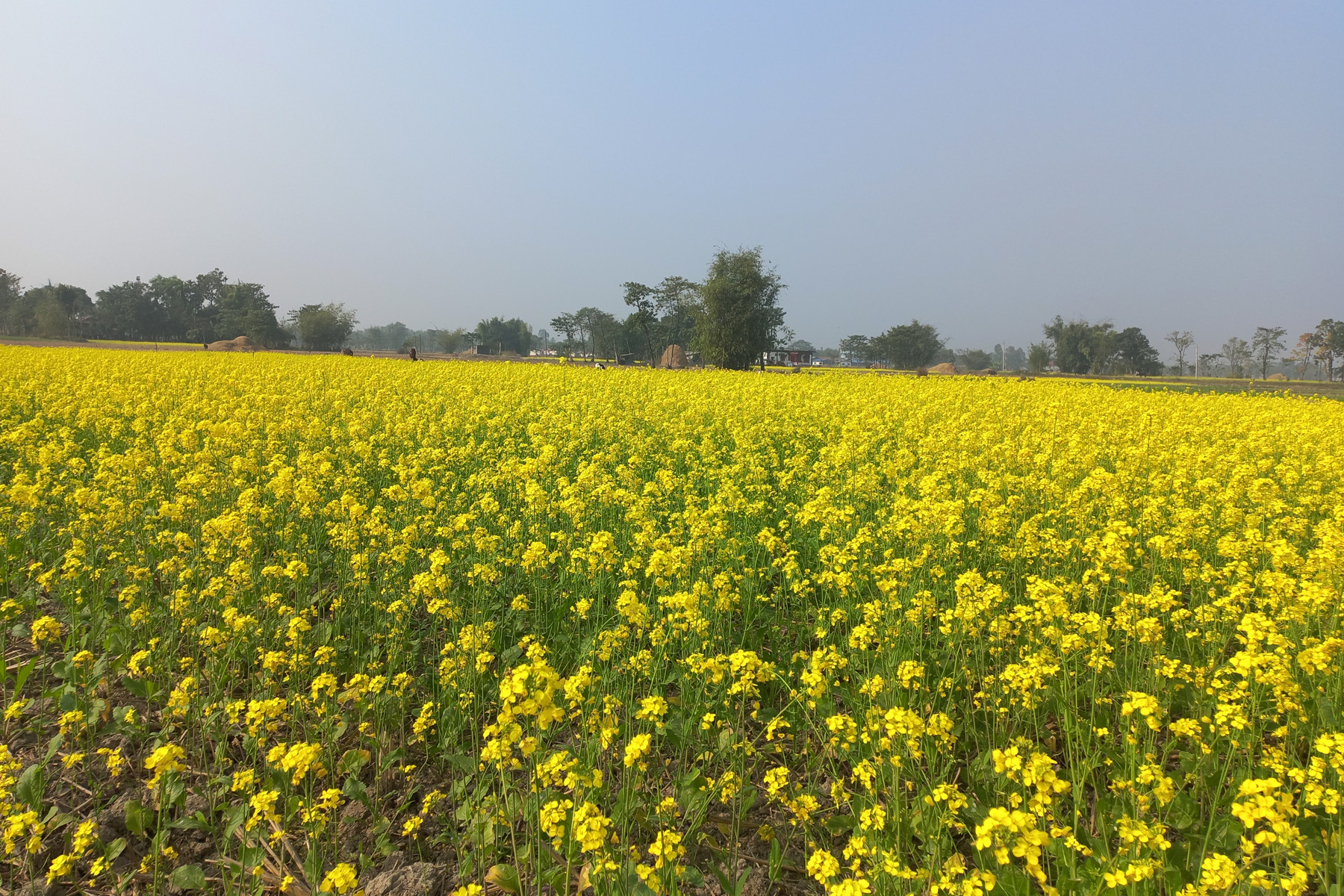 एउटै पालिकामा २५ सय बिघामा तोरी खेती