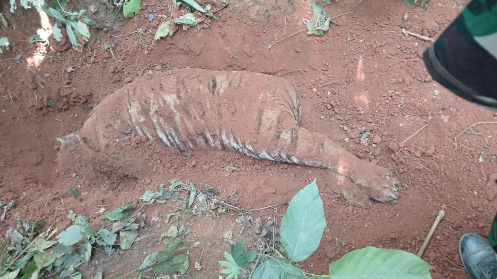 बाघ मारेर गाडेको अवस्थामा भेटियो