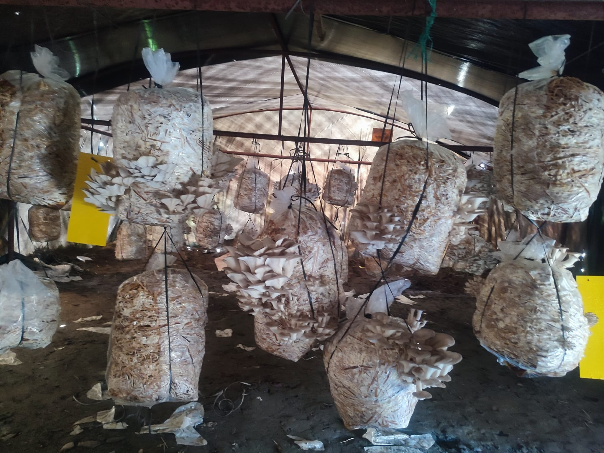 विद्यालय परिसरमै च्याउ र तरकारीखेती पढ्दै कमाउँदै विद्यार्थी