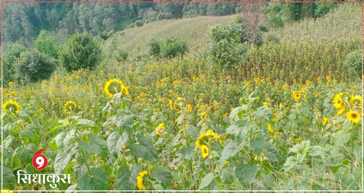 मिलनलाई बाध्यताले सिकाएको पाठ : बनायो किशोरावस्थामै एक सफल व्यवसायी