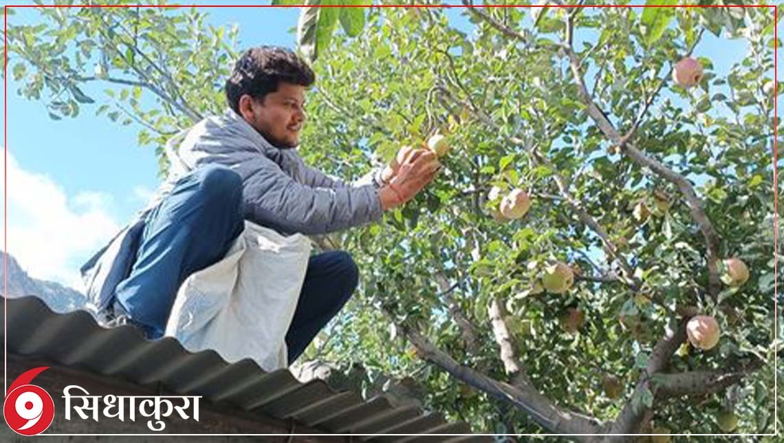 मुस्ताङमा आजदेखि स्याउ टिप्न सुरु