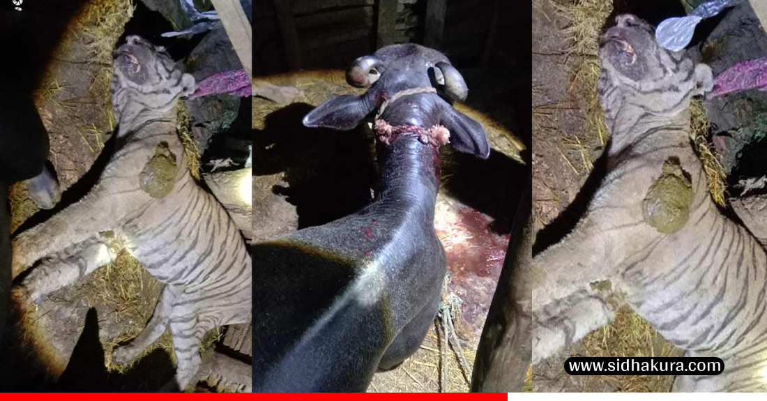 मकवानपुरमा भैँसीले मार्यो बाघ !