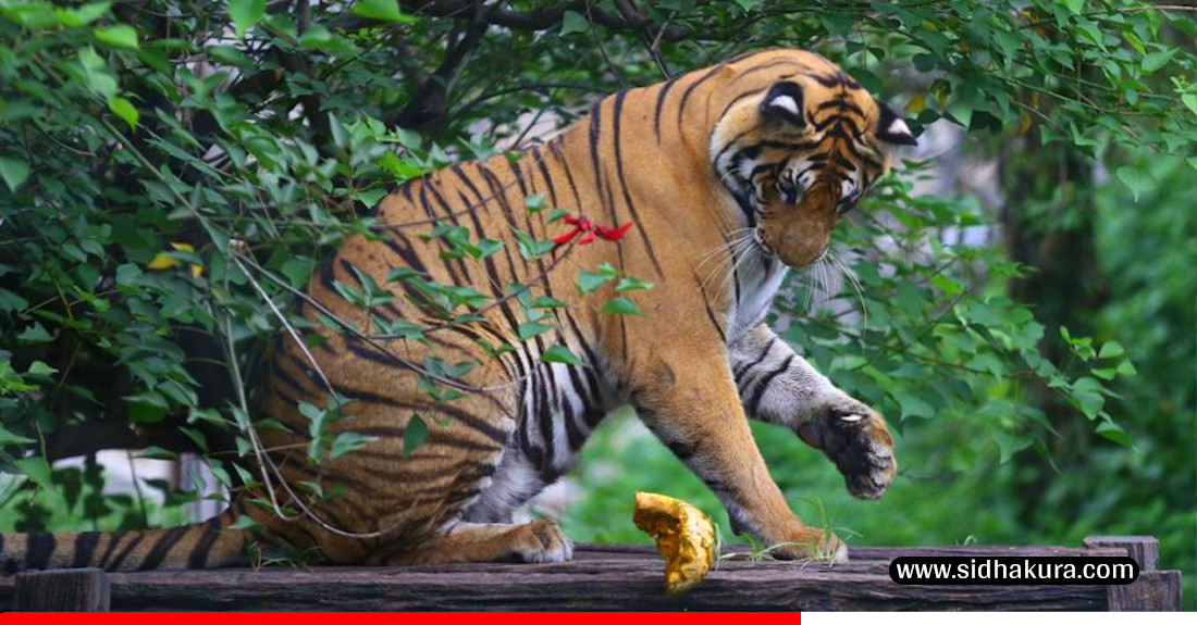 ललितपुरको जाउलाखेलस्थित सदर चिडियाखानामा रहेको बाघ (तस्विरहरु)