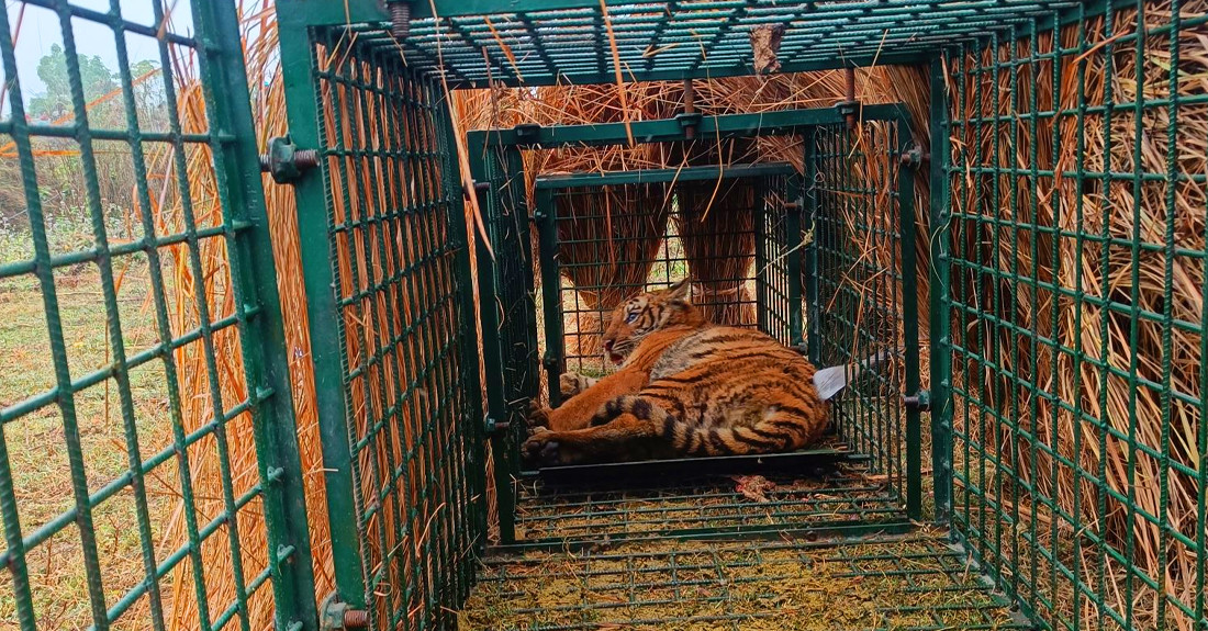 रुम्बाको ज्यान लिने बाघ नियन्त्रणमा