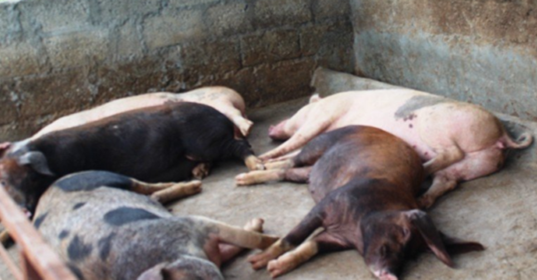 अज्ञात रोगले बङ्गुर मर्न थालेपछि किसान चिन्तित