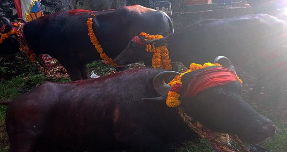 बली दिने सरकारी राँगोलाई मार हान्न पौने पाँच लाखको बोलकबोल