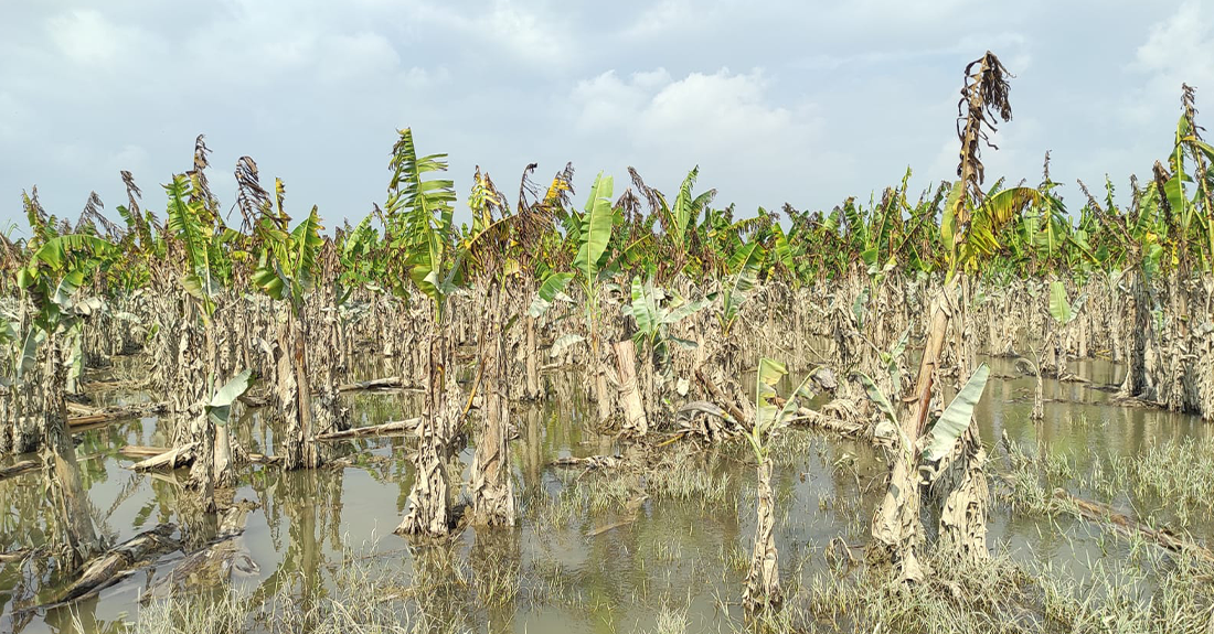 बाढीले केराखेती नष्ट भएपछि किसानको व्यवसाय चौपट