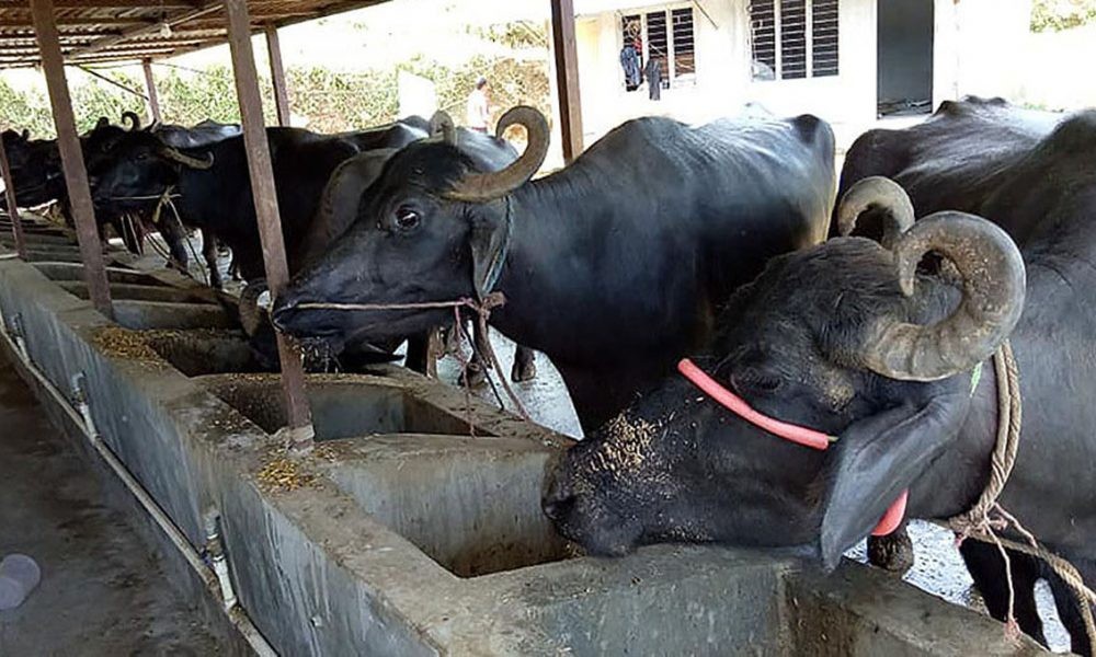 बाँकेका दुई स्थानीय तहमा पशुपालक कृषकलाई सुत्केरी भत्ता