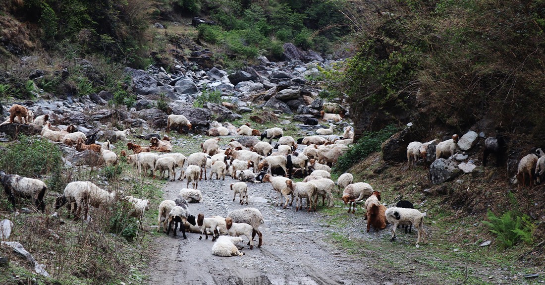 लेकबाट बेसी झर्न थाले भेडीगोठ
