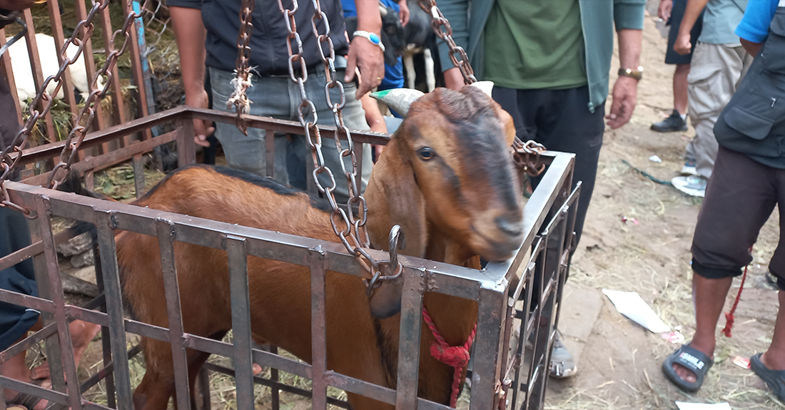 हरियो सिङ भएका खसीबोका खरिद गर्न सुझाव