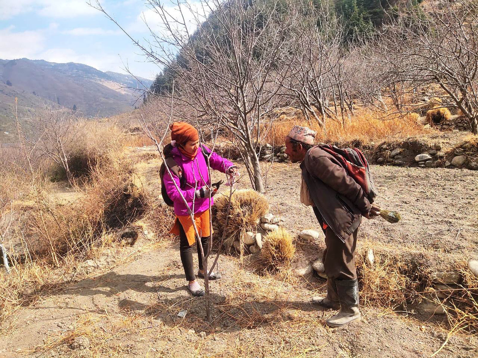 जुम्लामा किसानका बगैँचामा पुगेर स्याउ व्यवस्थापनबारे जानकारी दिँदै कृषि प्रविधिक