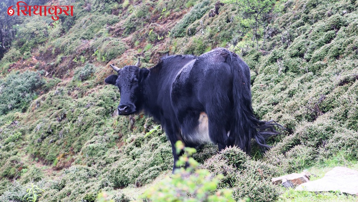 मुस्ताङका किसानलाई याक वितरण