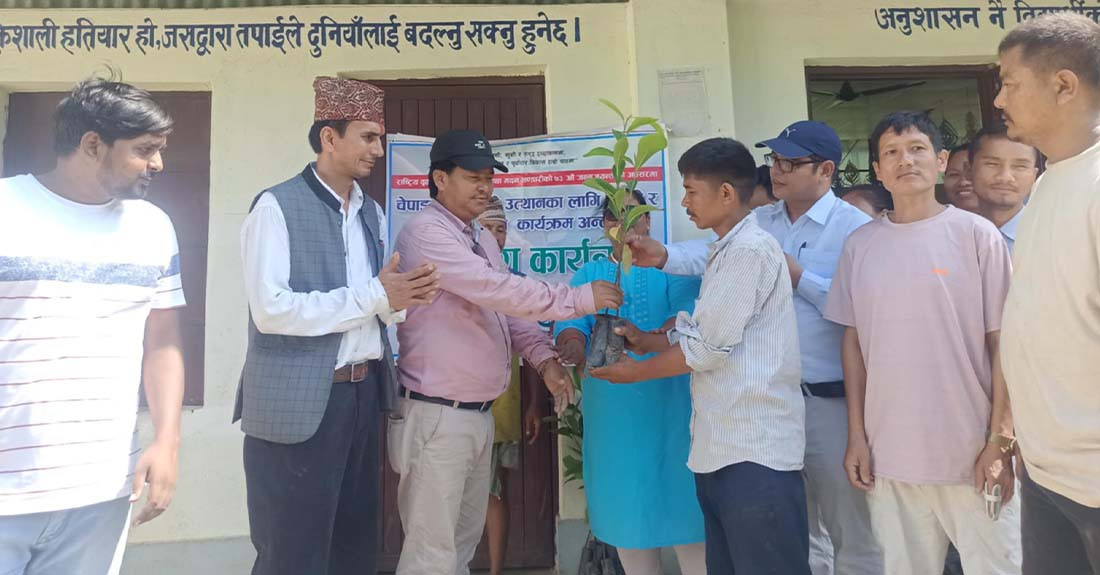 चेपाङ समुदायलाई चिउरीको बिरुवा वितरण