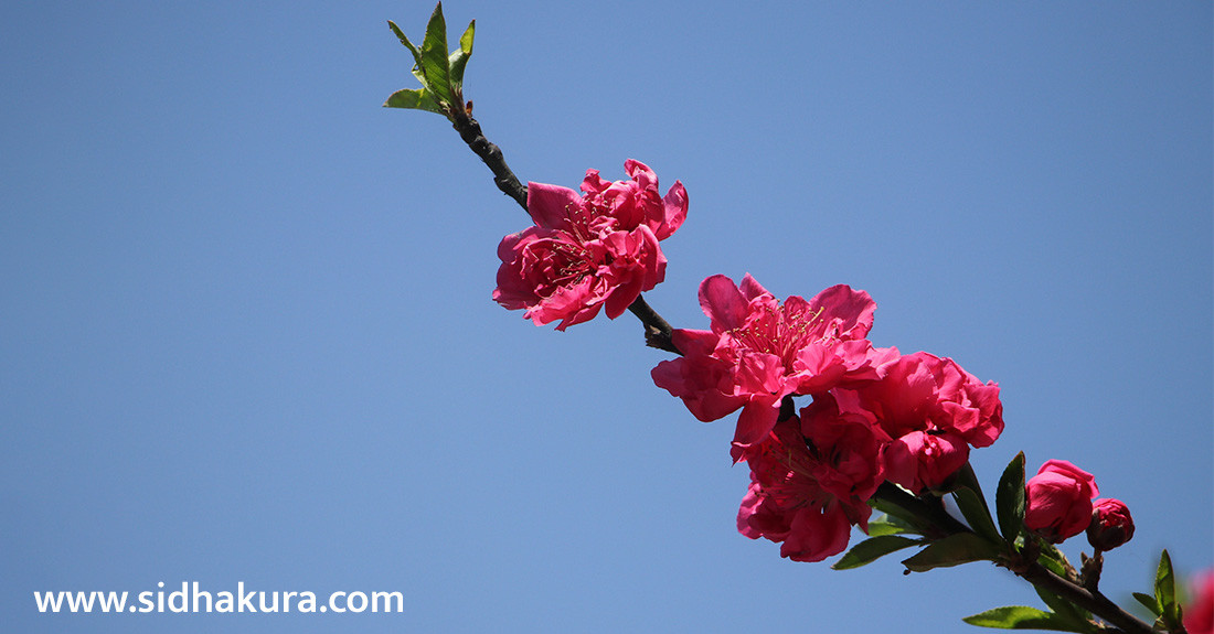 वसन्त ऋतुको आगमनसँगै ‘चेरी’ फूलले ढकमक्क उपत्यका (फाेटाे फिचर)