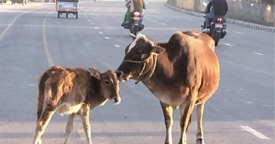 दूध दिउन्जेल पाल्ने, उपयोगमा नआएपछि पशुचौपायालाई छाडा छाड्ने प्रवृतिले अस्तव्यस्त कैलालीका बजार