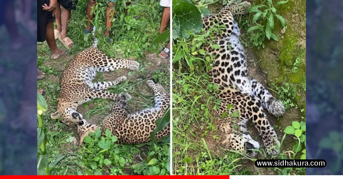 तीन वटा चितुवा एकै स्थानमा मृत फेला (भिडियाे)