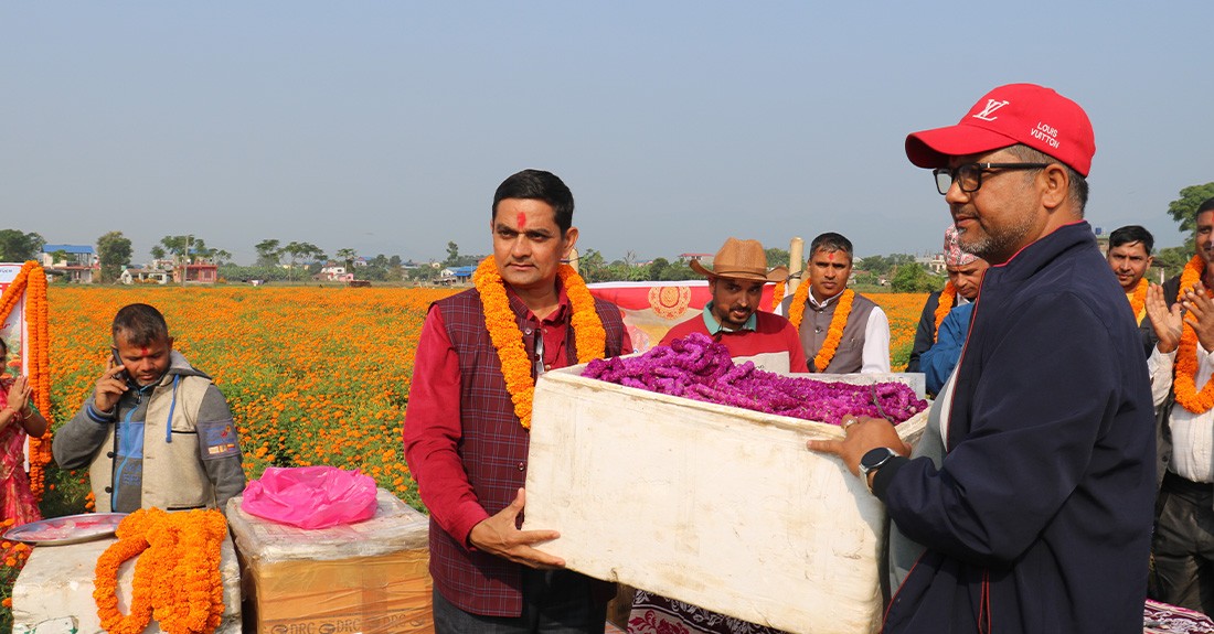 चितवनको सयपत्री र मखमली हङकङ निर्यात