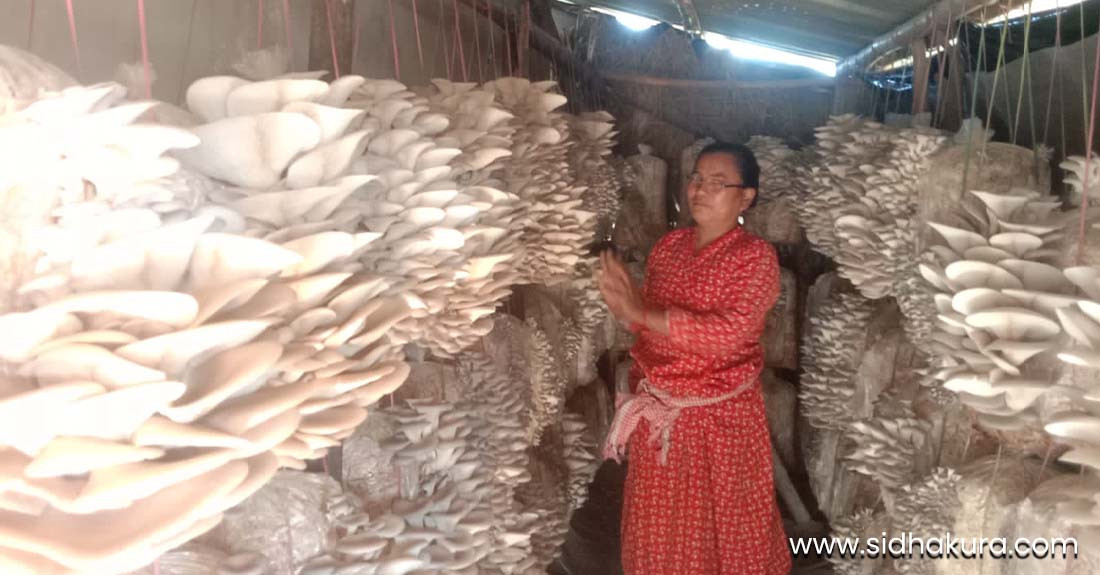 व्यावसायिक च्याउ खेतीबाट मनग्य आम्दानी