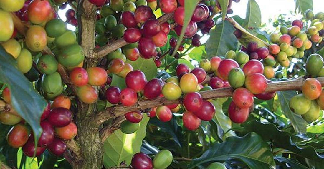 तनहुँमा ‘एक घर, दश कफीका बिरुवा’ अभियान