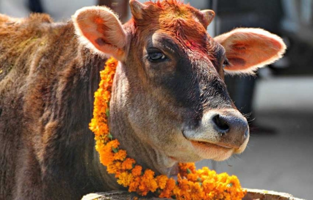 तिहारको तेस्रो दिन आज गाईको पूजा गरिदै