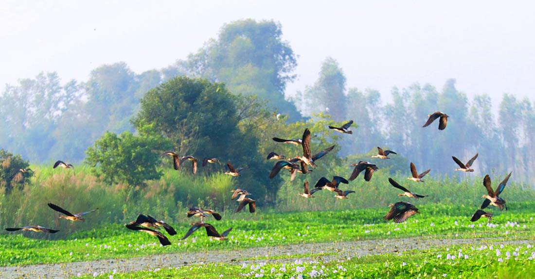 साइबेरियाका चरा कैलाली–कञ्चनपुरमा