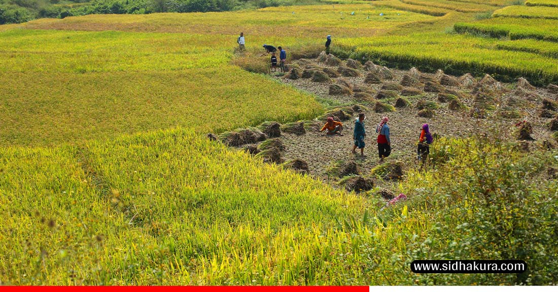 कीर्तिपुरका किसानलाई धान भित्र्याउन भ्याई नभ्याई (तस्विरहरु)