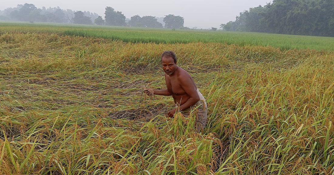 सुनसरीमा किसान भन्छन्, ‘यसपटकको दसैँ दशा भएर आयो’