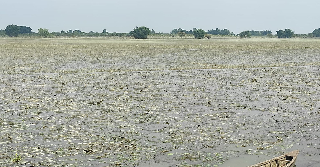 बारामा ६ हजार ४ सय ७२ हेक्टर धानबाली डुबानमा
