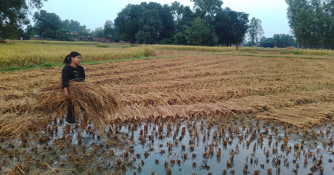बेमौसमी वर्षाले धान बालीमा क्षतिहुँदा किसान समस्यामा