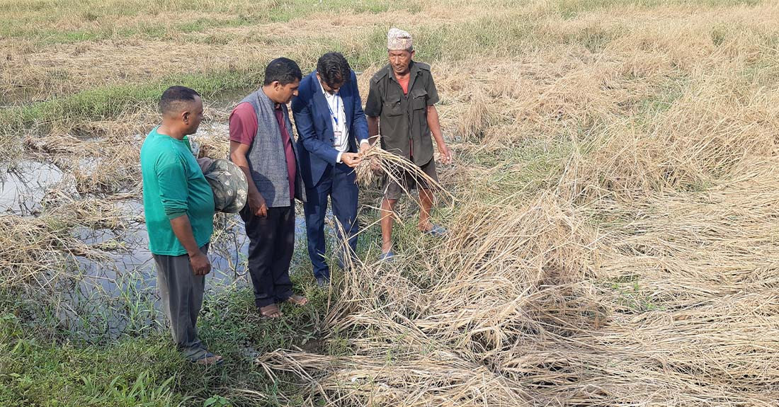 फेवाफाँटको जेठोबुढोमा गभारोः भित्राउने बेला धान न पराल