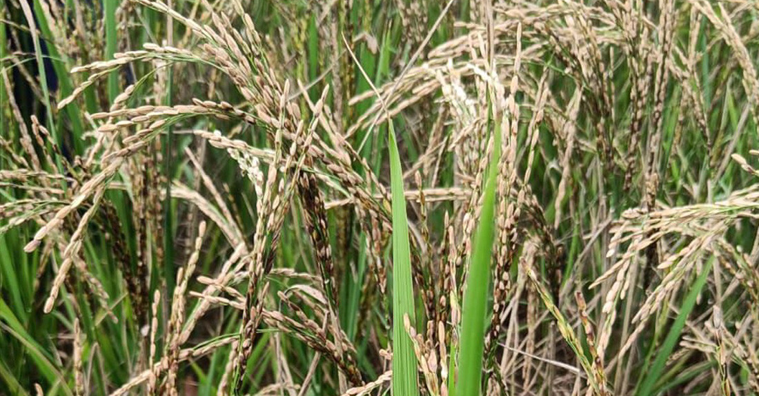 ‘डर्टी पेनिकल’रोगले झापामा धान बालीमा क्षति
