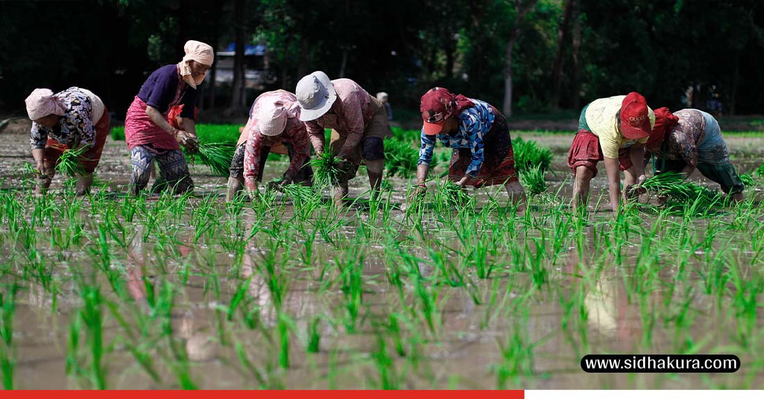 रोपाइँमा व्यस्त किसान (तस्विरहरु)