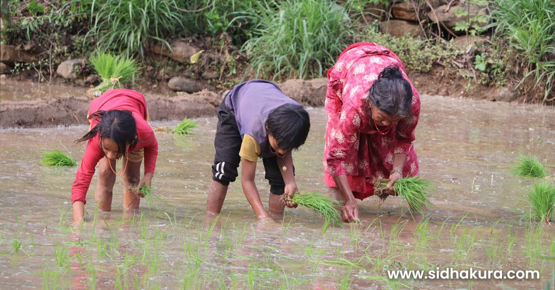 चैतेधान रोपाइँमा व्यस्त धादिङका किसान