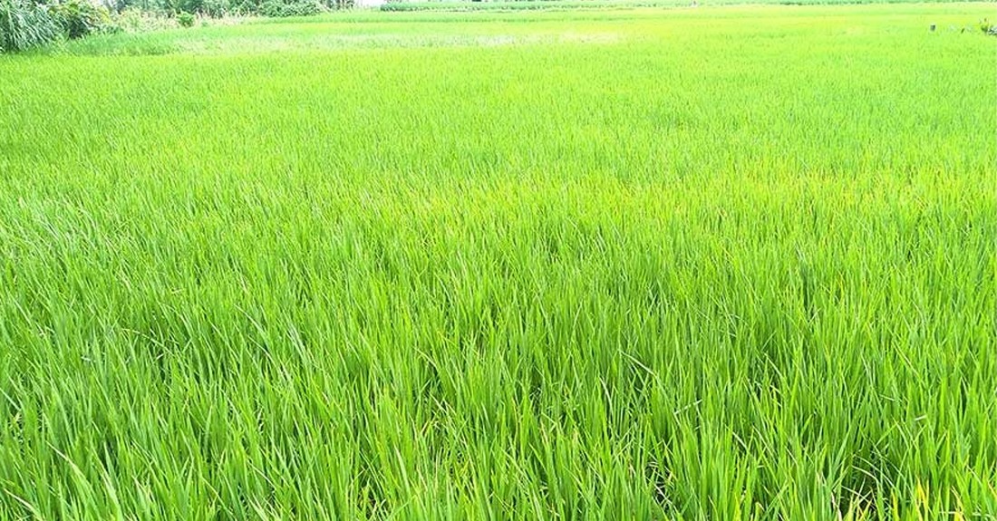 अनुदानमा लिइएको बीउ नफलेपछि क्षतिपूर्ति माग्दै कृषक