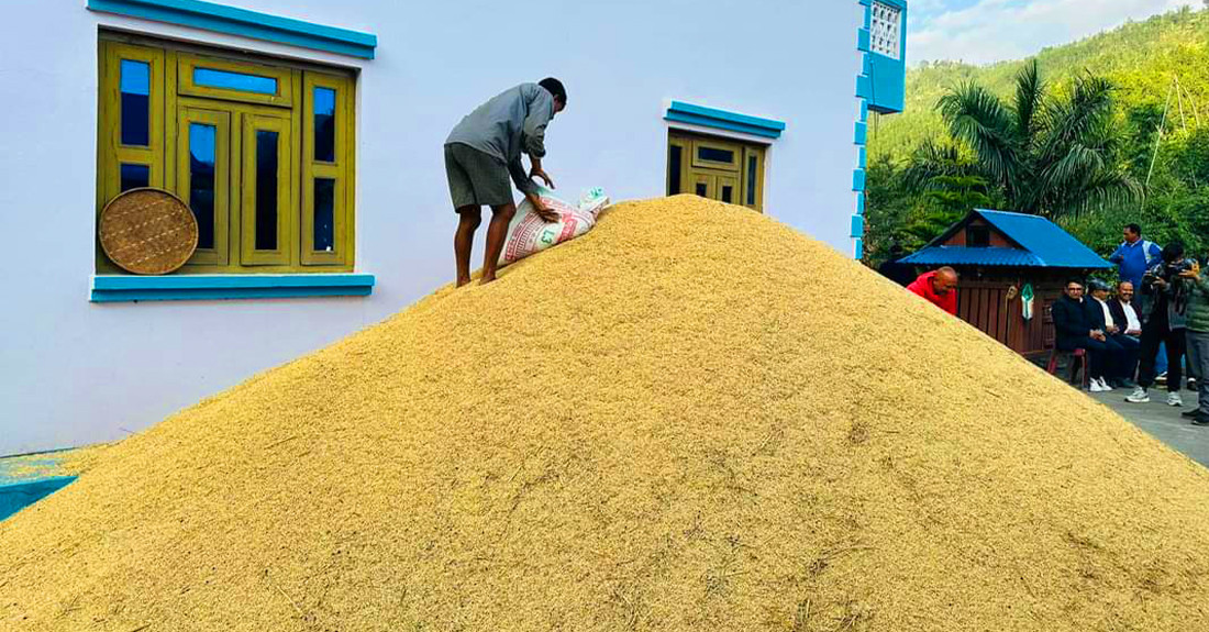 एउटै व्यक्तिले फलाए ४ सय मुरी धान