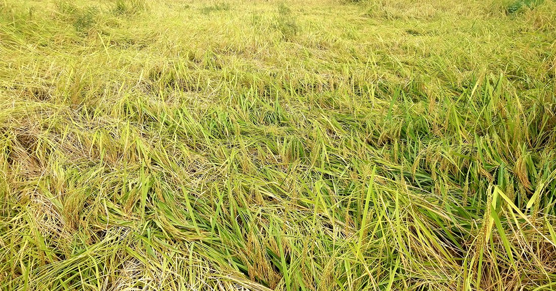 ५० मुरीभन्दा बढी धान फलाउने कृषकलाई पुरस्कार