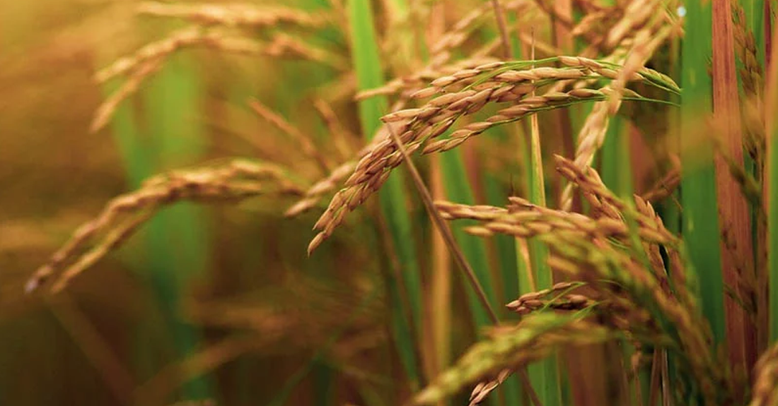 याे वर्ष धान उत्पादन ४ प्रतिशतले वृद्धि, उत्पादकत्व हालसम्मकै उच्च