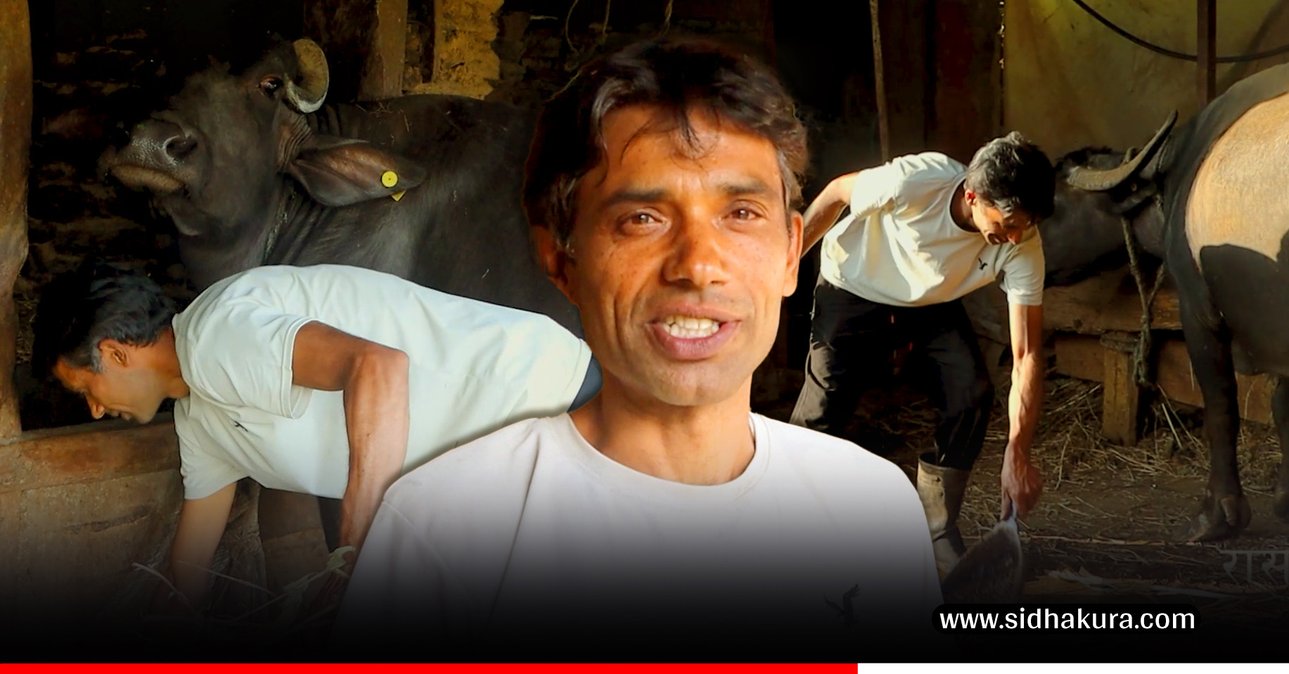 लन्डनमा नमिलेको खुसी भैँसीगोठमा : दुध बेचेर वार्षिक २० लाख कमाई (भिडियाेसहित)