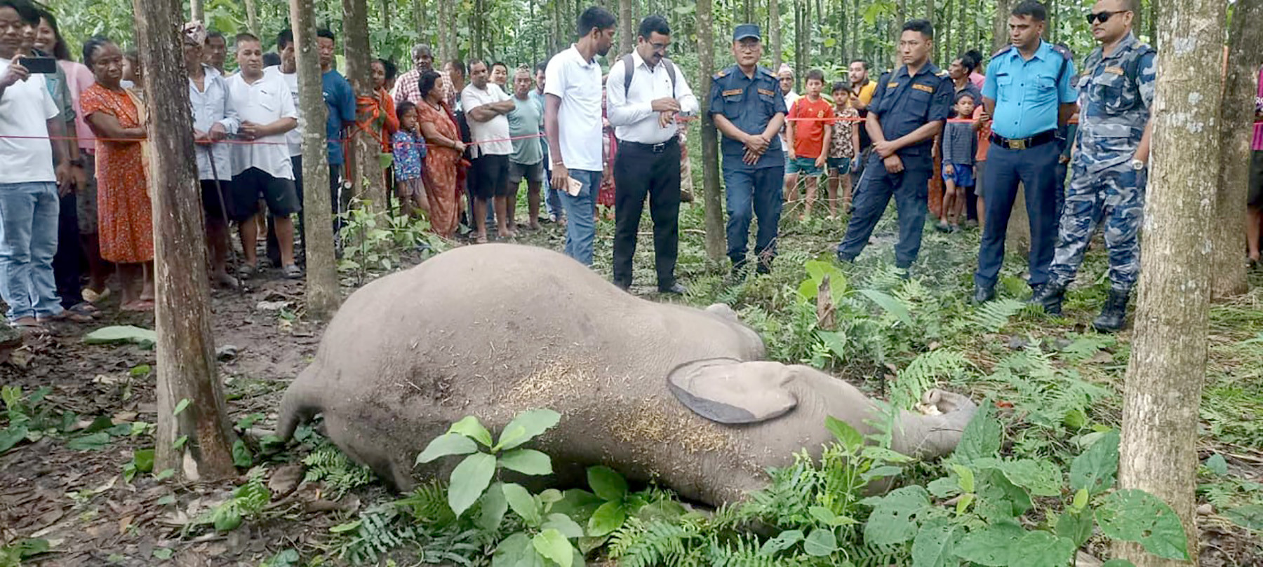 मोरङको बेलबारीमा हात्ती मृत फेला