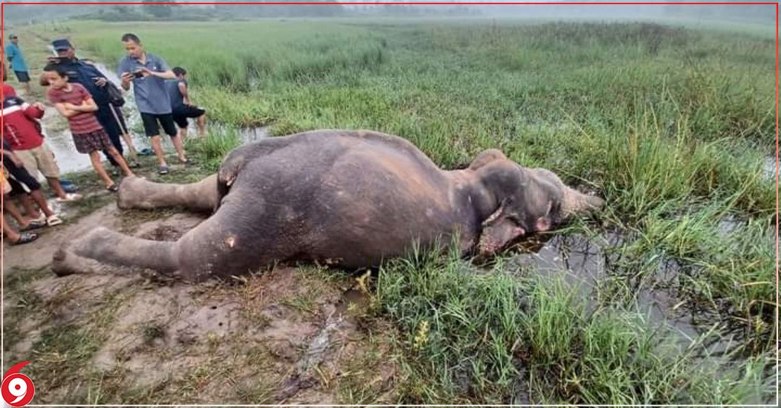 झापामा मृतावस्थामा हात्ती फेला, मरेको हो वा मारिएको भन्ने अनुसन्धान हुँदै