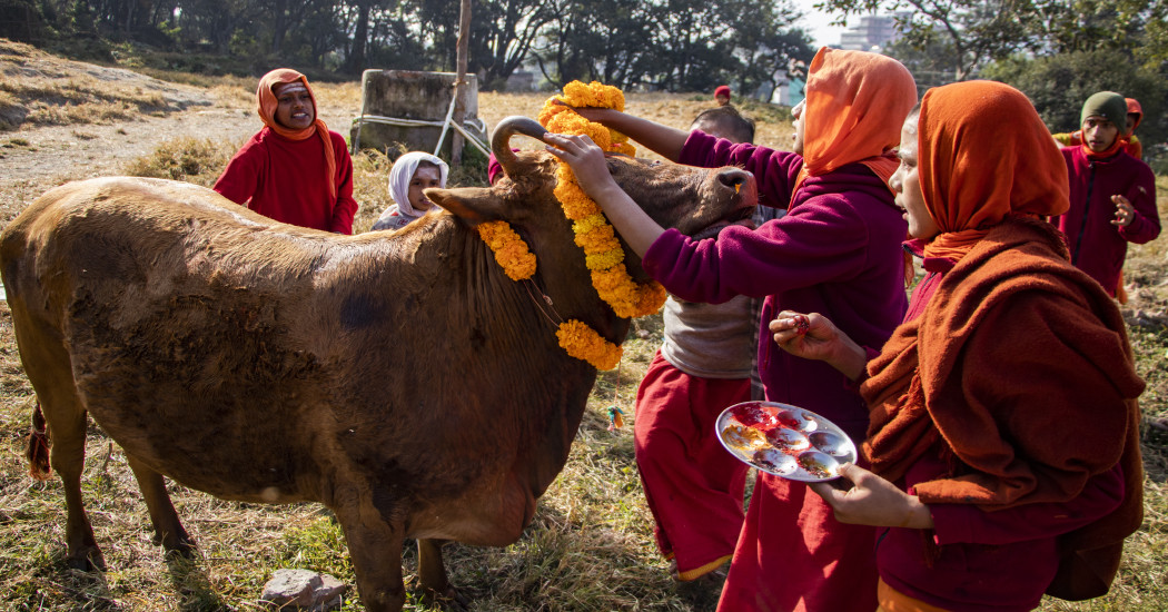 कात्तिक शुक्ल प्रतिपदाः आज एकैदिन गाई, गोरु र गोवर्द्धन पूजा