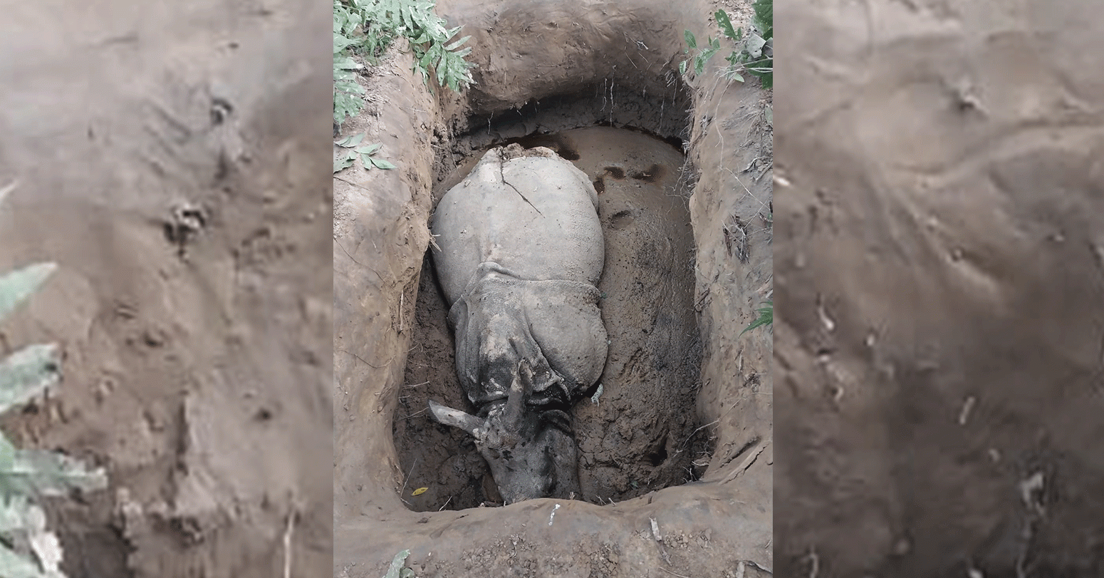 खाग चोर्न तस्करले दुई गैँडा मारे