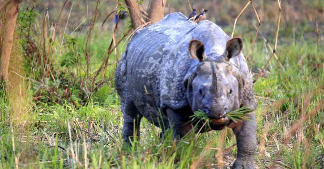 गैँडाको आक्रमणबाट गाइडको मृत्यु, पर्यटक र चौकीदार घाइते